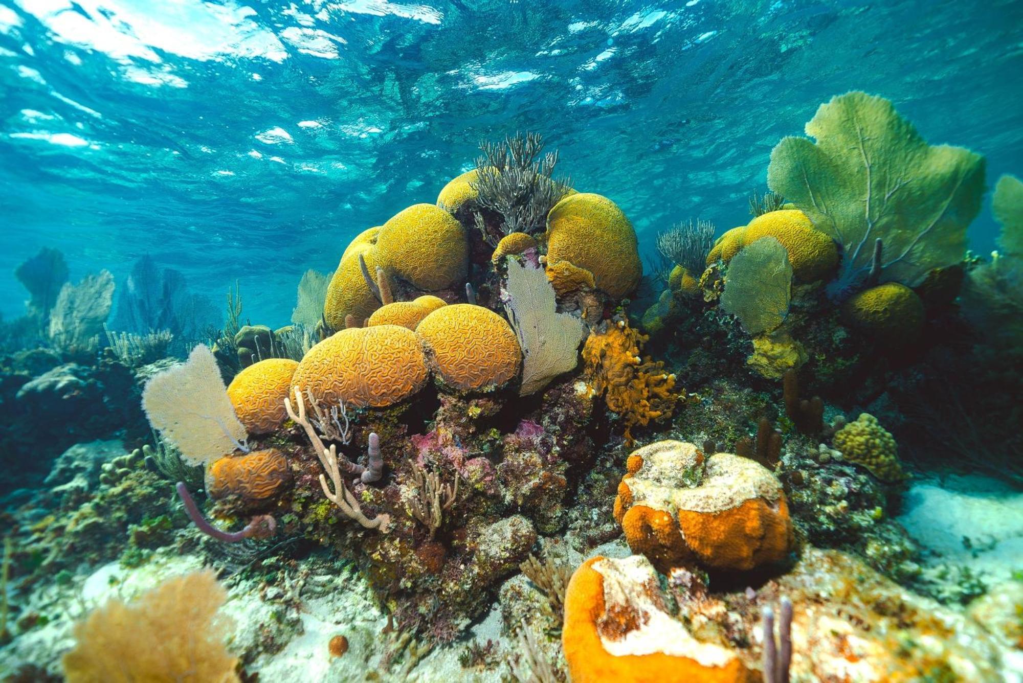 Placencia 龟背旅馆酒店 外观 照片
